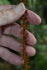 Athertonia diversifolia