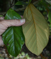 Athertonia diversifolia