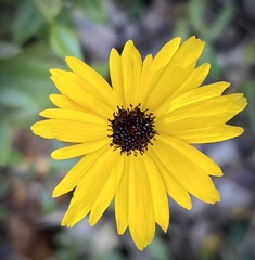 Coreopsis gladiata