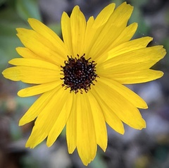 Coreopsis gladiata