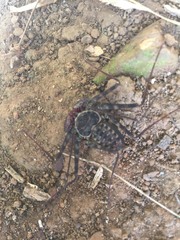 Phrynus operculatus