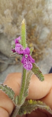Stachys philippiana