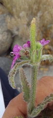 Stachys philippiana