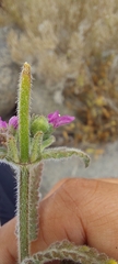 Stachys philippiana