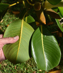 Ficus pleurocarpa