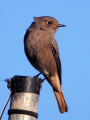 Phoenicurus ochruros