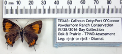 Satyrium favonius autolycus