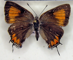 Satyrium favonius autolycus