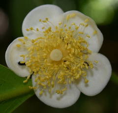Rhodomyrtus macrocarpa