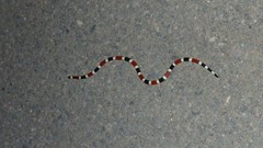 Micruroides euryxanthus euryxanthus