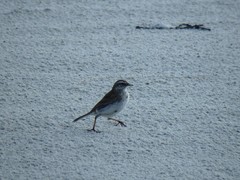 Anthus novaeseelandiae