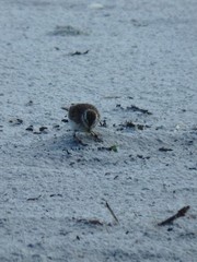 Anthus novaeseelandiae