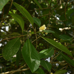 Rhodomyrtus macrocarpa