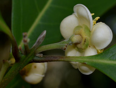 Rhodomyrtus macrocarpa