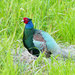 Green Pheasant - Photo (c) coniferconifer, some rights reserved (CC BY)
