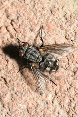 Microphthalma europaea