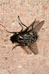 Microphthalma europaea