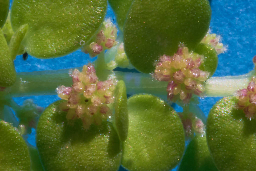 Pilea trianthemoides