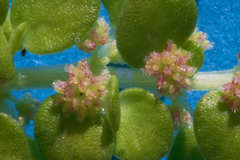 Pilea trianthemoides