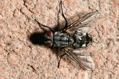 Microphthalma europaea