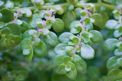 Pilea trianthemoides