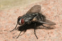 Microphthalma europaea