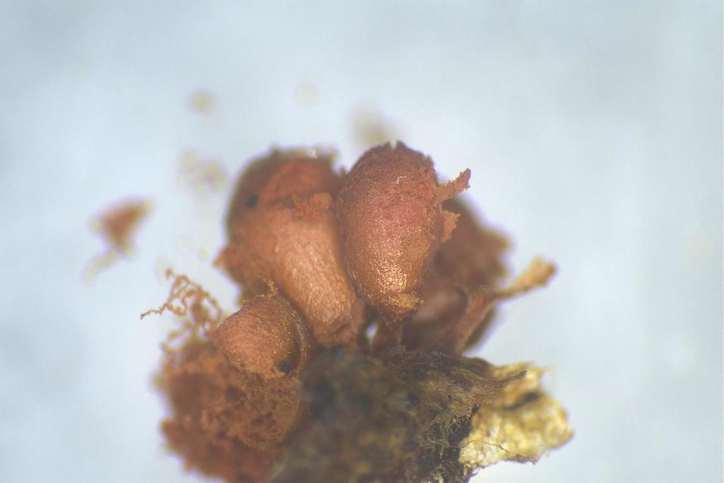 Arcyria oerstedioides