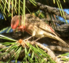 Haemorhous mexicanus