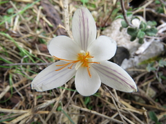 Crocus laevigatus