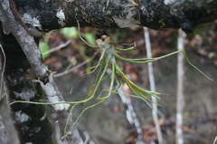 Tillandsia bulbosa
