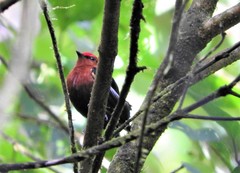 Machaeropterus deliciosus