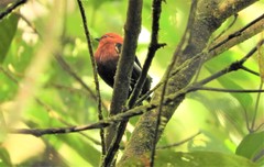 Machaeropterus deliciosus