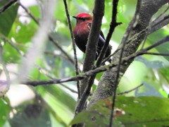 Machaeropterus deliciosus