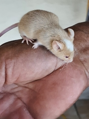 Perognathus