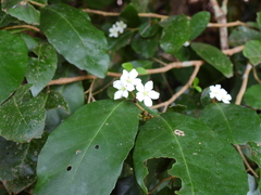 Tritaxis australiensis