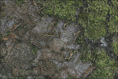Pseudocyphellaria neglecta