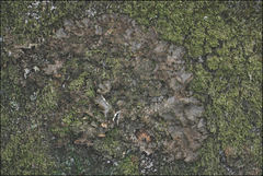 Pseudocyphellaria neglecta