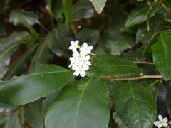 Tritaxis australiensis