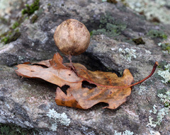 Amphibolips quercusinanis