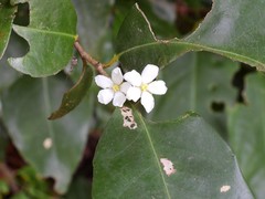 Tritaxis australiensis