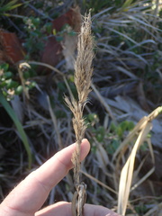 Leymus condensatus