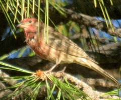 Haemorhous mexicanus
