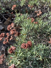 Eriogonum arborescens