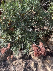 Eriogonum arborescens