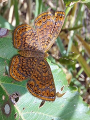 Calephelis laverna