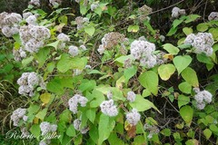Kaunia saltensis
