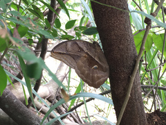 Eryphanis automedon amphimedon