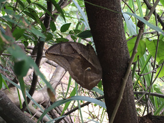 Eryphanis automedon amphimedon