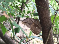 Eryphanis automedon amphimedon