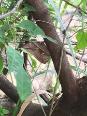 Eryphanis automedon amphimedon
